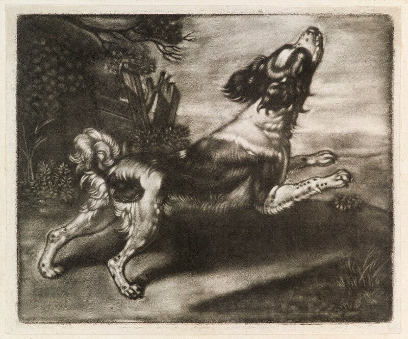 Dog running npg d11875