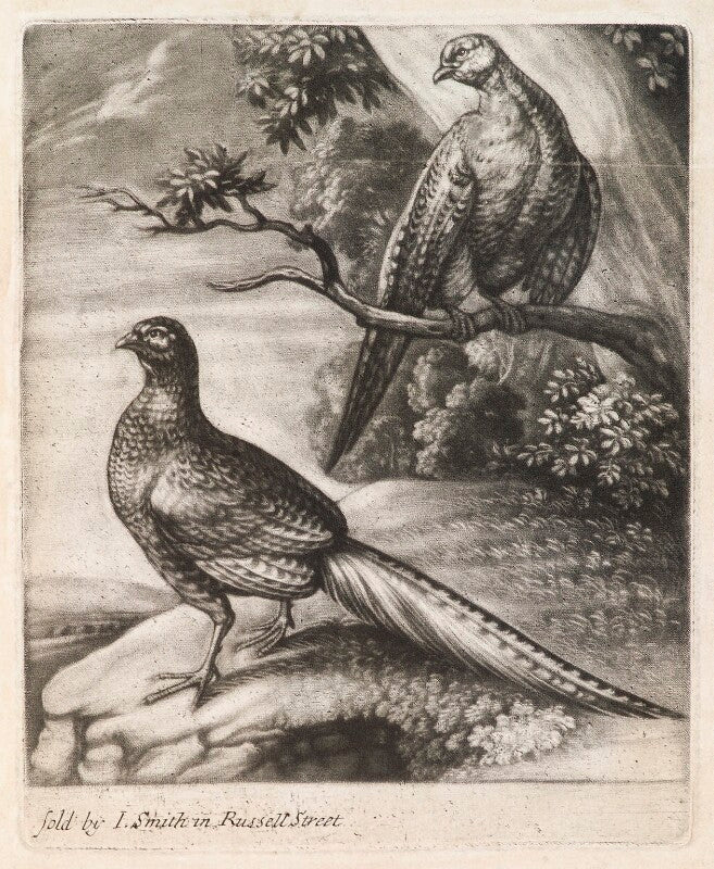 Two pheasants npg d11782