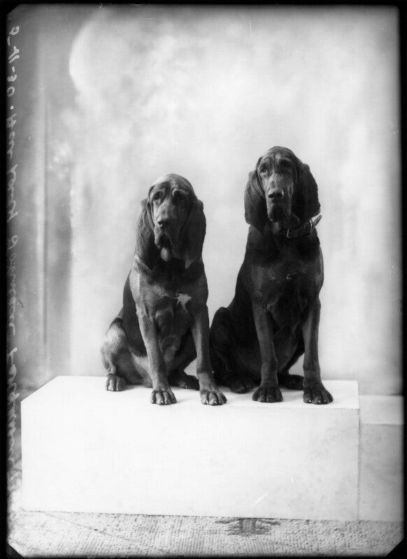 Portrait of dogs belonging to elise dorothea (née mclaren), lady johnson ferguson npg x150212