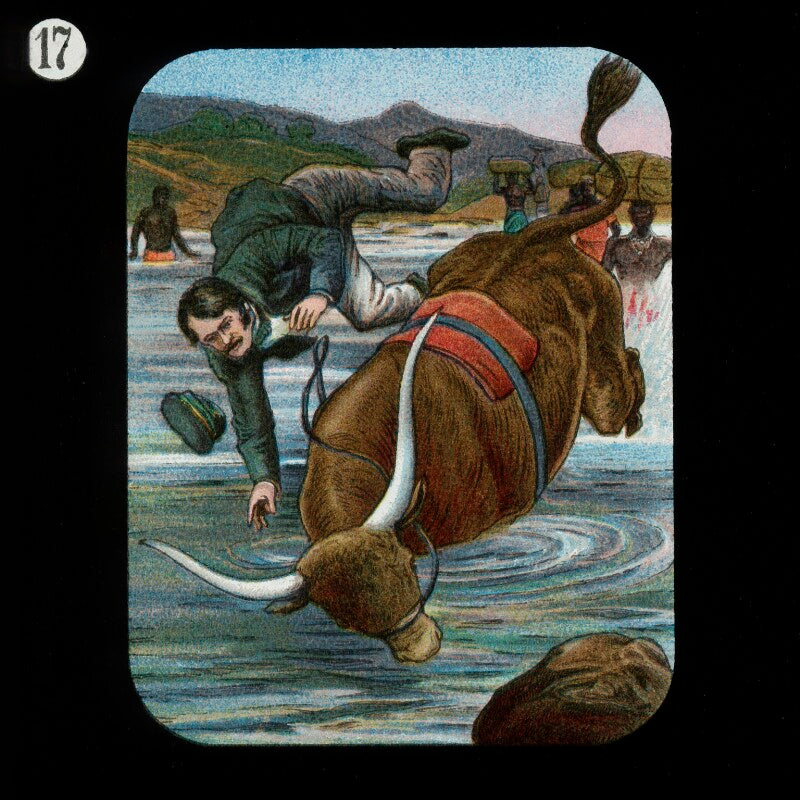 Thrown from an ox (david livingstone) npg d18390