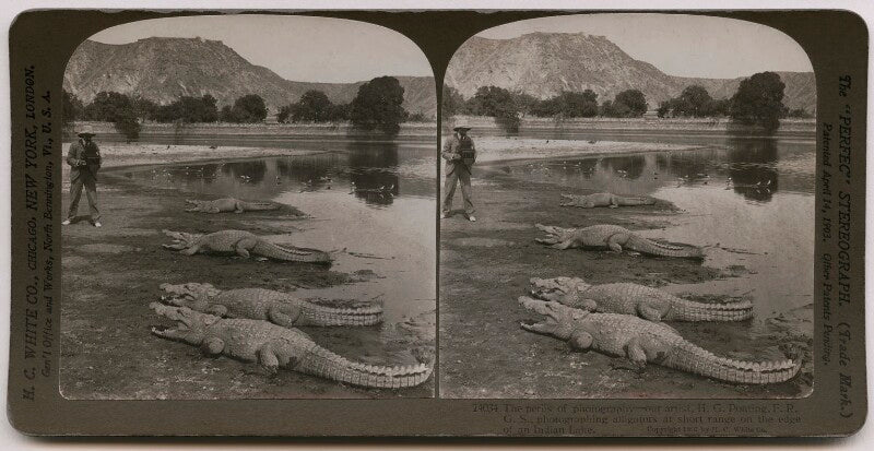 'the perils of photography our artist, h.g. ponting, f.r.g.s. photographing alligators at short range on the edge of an indian lake' npg x26077