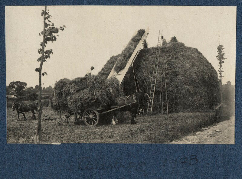 'thrashing' npg ax141981