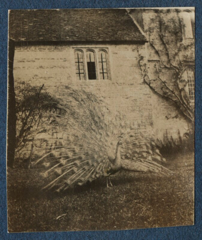 'peacock' npg ax140614