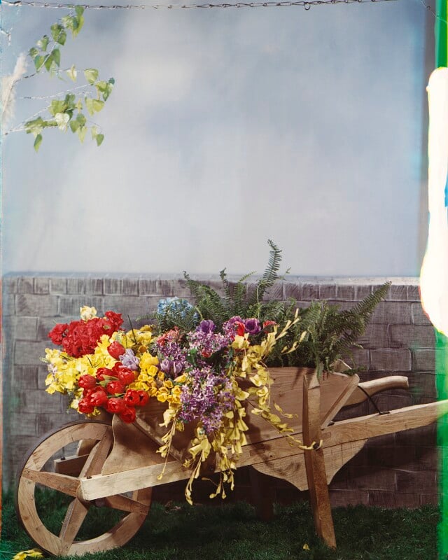 Wheelbarrow with spring flowers npg x222008