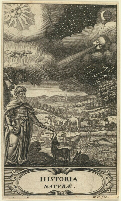 The creation of the animals npg d22985