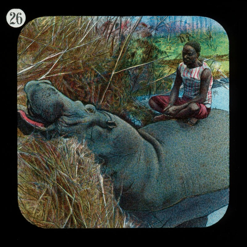 Hippopotamus (relates to david livingstone) npg d18399