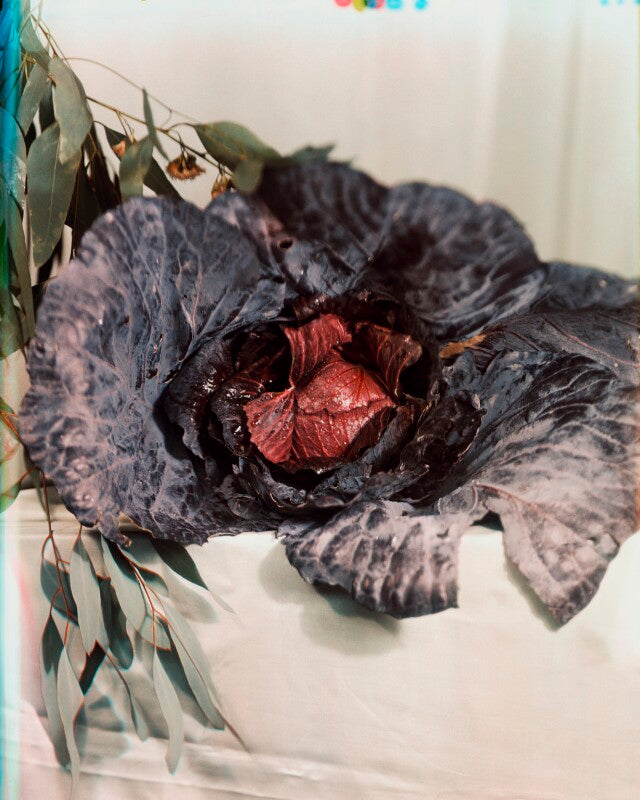 Red cabbage npg x221934