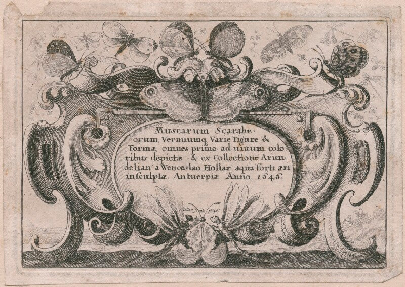 Title to 'muscarum scarabeorum' npg d18035