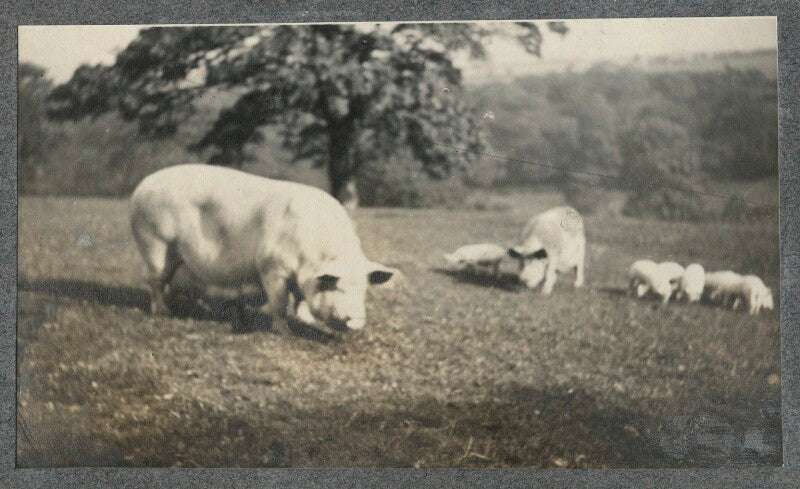 Pigs and piglets npg ax140376