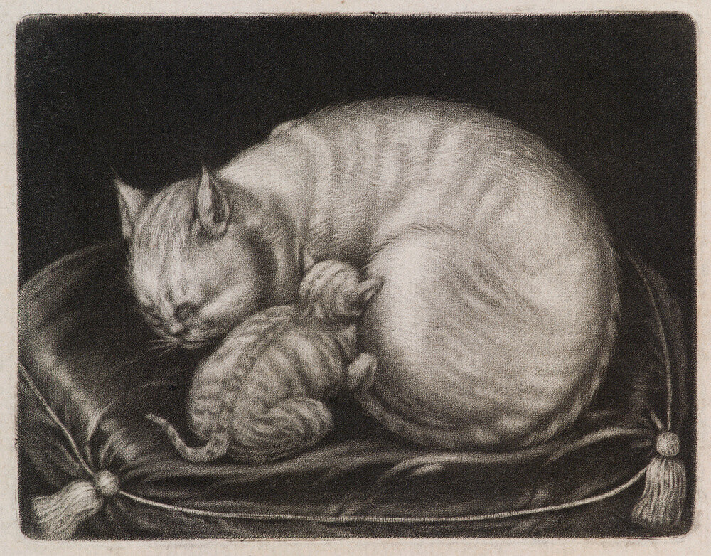 Cat and kitten portrait print