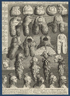 'The Five Orders of Perriwigs' NPG D21370