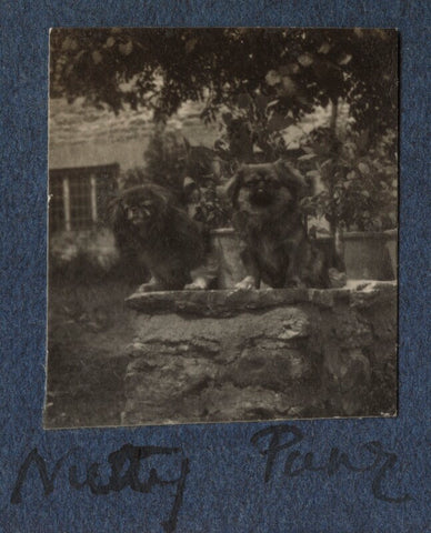 'Nutty and Pung' (Lady Ottoline Morrell's dogs) NPG Ax141555