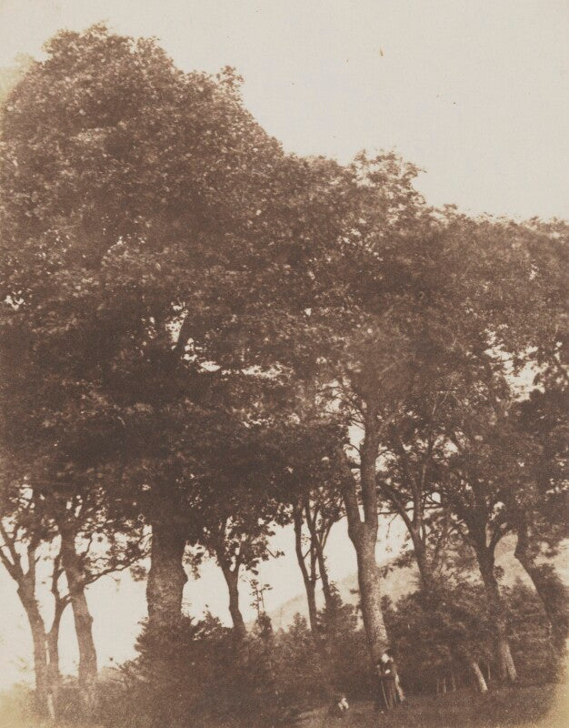 Trees at bonaly npg p6(239)