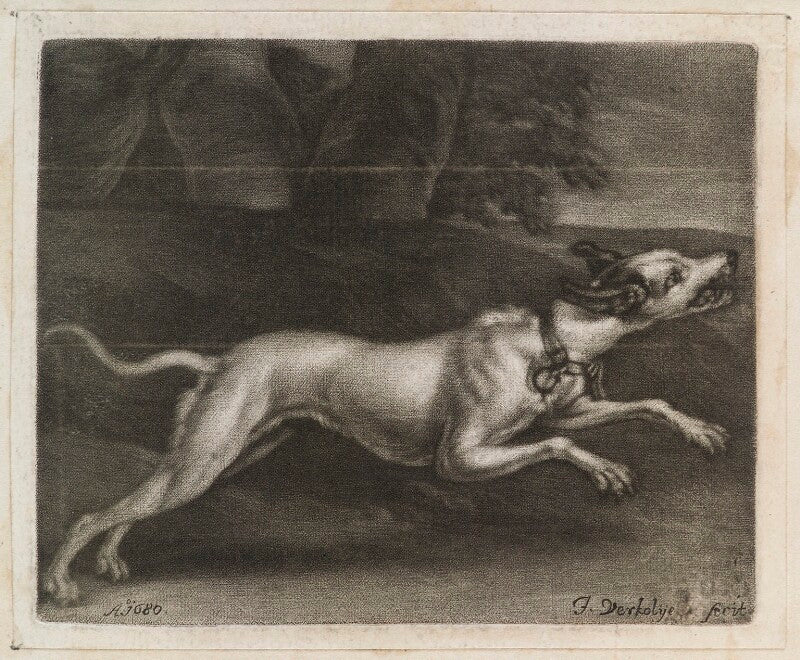 A greyhound npg d11836