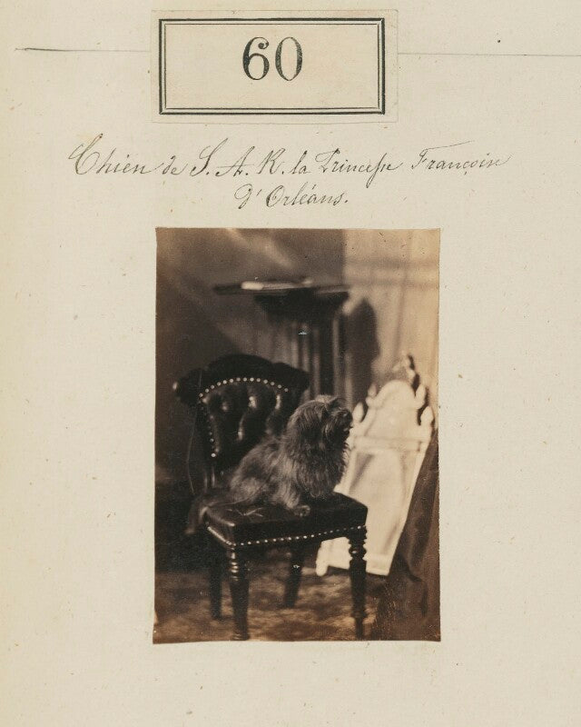 Princess françoise marie amélie d'orléans, duchess of chartres's dog npg ax50052