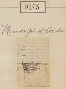 'Detail from Manuscript d'Avalos' NPG Ax58997