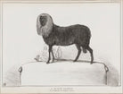 Henry Brougham, 1st Baron Brougham and Vaux ('A Black Sheep. Not Exhibited in the Zoological Gardens') NPG D41221