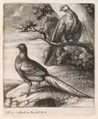 Two pheasants NPG D11782