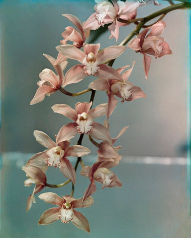 Spray of orchids NPG x221988