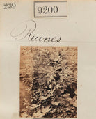'Ruines' NPG Ax59022