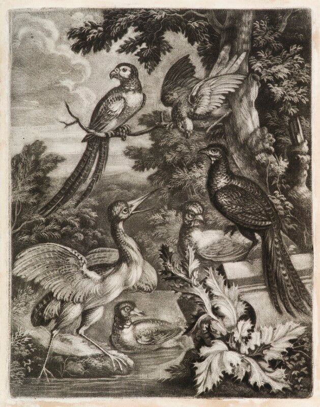 Exotic birds npg d11781