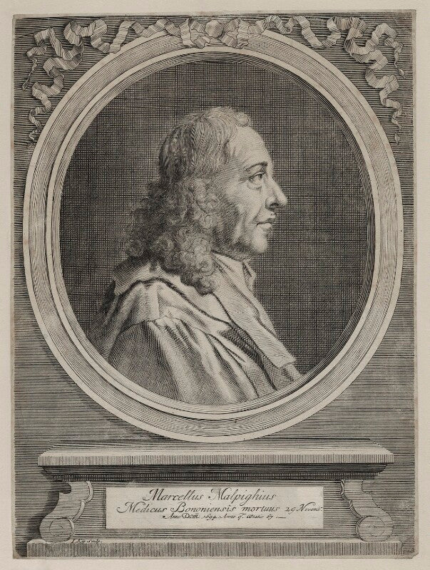 Marcello malpighi npg d30760