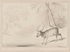 As You Like It (John Russell, 1st Earl Russell; John Arthur Roebuck) NPG D41429