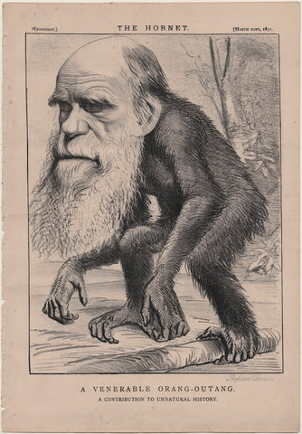 Charles Darwin ('A Venerable Orang-Outang. A Contribution to Unnatural History') NPG D48228