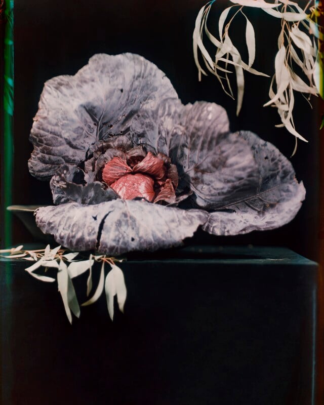 Red cabbage npg x221933