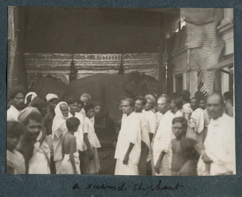 'sacred elephant' npg ax143699