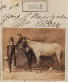 Group of horses by order of Mrs Ellery NPG Ax59321