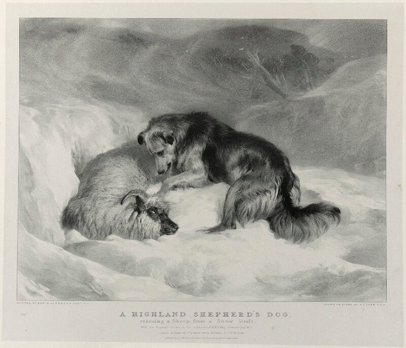 'a highland shepherd's dog' npg d22018