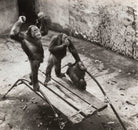 Orangutans NPG x134111