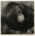 An Orangutan NPG x127253