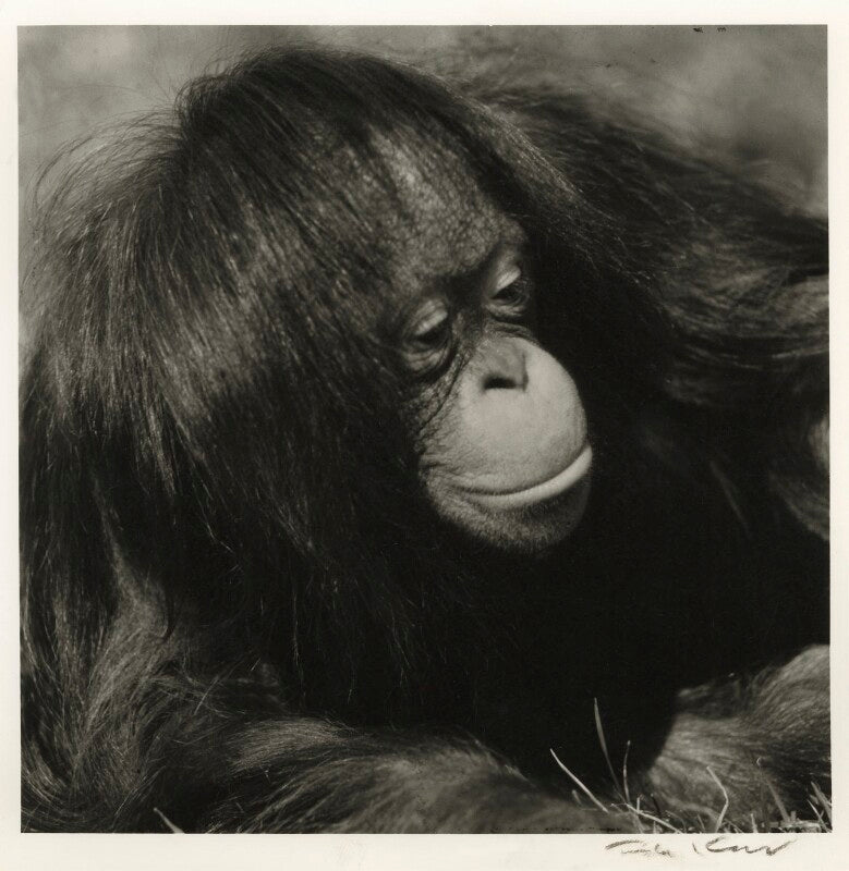An orangutan npg x127253