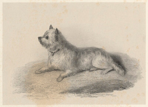 'Dog' NPG D22516