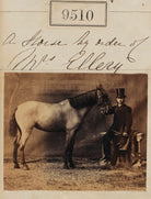 A Horse by order of Mrs Ellery NPG Ax59318