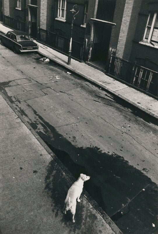 East end dog npg x210304