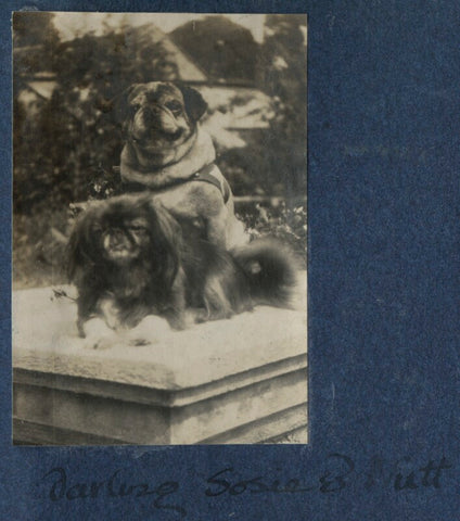 'Darling Soie and Nutt' (Lady Ottoline Morrell's dogs) NPG Ax141264