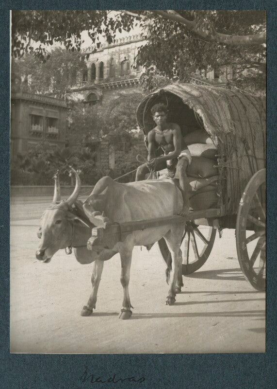 'madras' npg ax143706