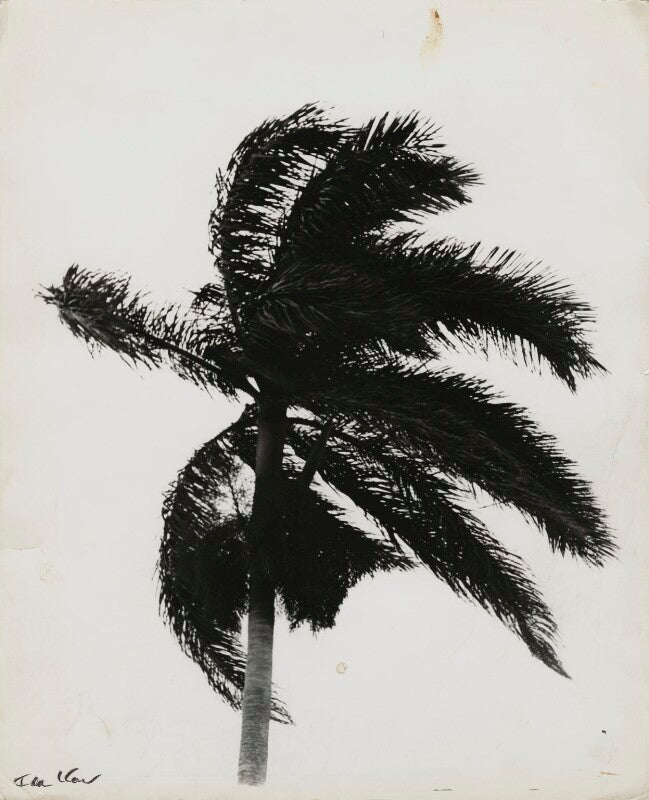 'palma real' npg x132364