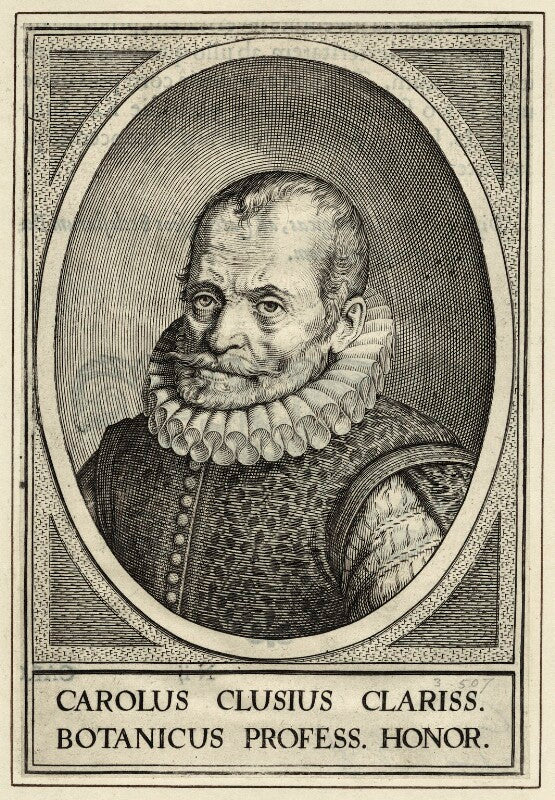 Charles de l'&eacute;cluse (carolus clusius) npg d25674