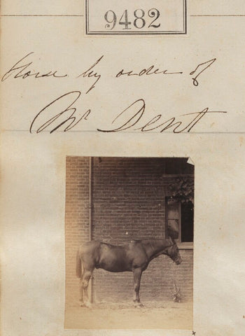 Horse by order of Mr Dent NPG Ax59290
