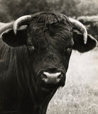 A bull NPG x127251