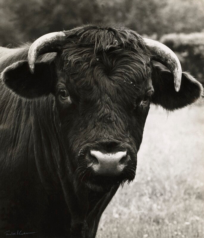 A bull npg x127251