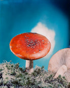 Toadstools NPG x221950