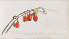 Tea tree branch with berries NPG D23146(19)