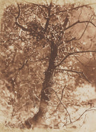 A Tree - at Colinton NPG P6(240)