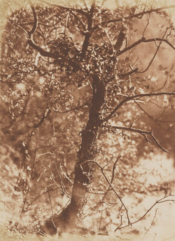 A tree   at colinton npg p6(240)