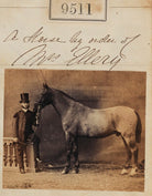 A Horse by order of Mrs Ellery NPG Ax59319